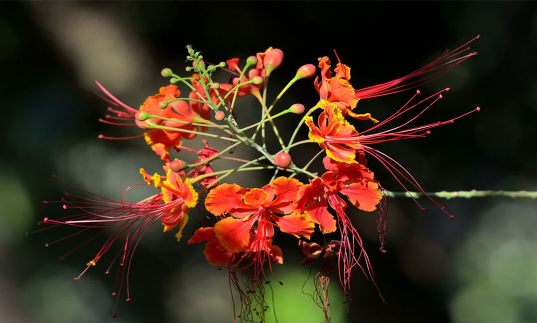金华花帮主百科词条创建案例